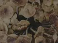 Nahaufnahme von frischen Austernpilzen, bereit zur Zubereitung. Die Pilze sind hellbraun mit zarten Lamellen.