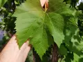 Eine Hand hält ein großes, grünes Blatt einer Weinrebe Vitis vinifera. Die Blattadern sind deutlich sichtbar.