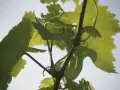 Grüne Weinreben ranken sich im Sonnenlicht. Die Blätter sind groß und gezackt, ein Zeichen dafür, was sind Reben.