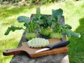 Frisch geernteter Kohlrabi liegt bereit, um gekocht zu werden. Ein Messer und geschnittene Scheiben liegen auf einem Holzbrett.
