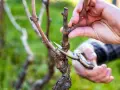 Hände schneiden Reben mit einer Gartenschere. Der richtige Zeitpunkt, wann Reben schneiden, ist entscheidend für die Ernte.
