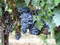 Reife Trauben der Chianti-Rebsorte hängen an einem sonnenbeschienenen Weinberg.