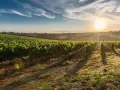 Sonnenaufgang über einem üppigen Weinberg. Die sanften Hügel und das Licht erzählen von der einzigartigen Geschichte des **terroir wein**.