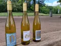 Drei Flaschen trockener Riesling stehen auf einem Holztisch im Freien. Die Etiketten zeigen verschiedene Designs, aber alle deuten auf die beliebte Riesling Rebsorte hin.