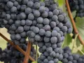 Reife, dunkle Trauben der Rebsorte Barbaresco hängen an den Reben.