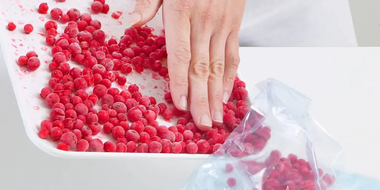 Hand schaufelt gefrorene Johannisbeeren von einer Schale in einen Gefrierbeutel, um sie zu verarbeiten.