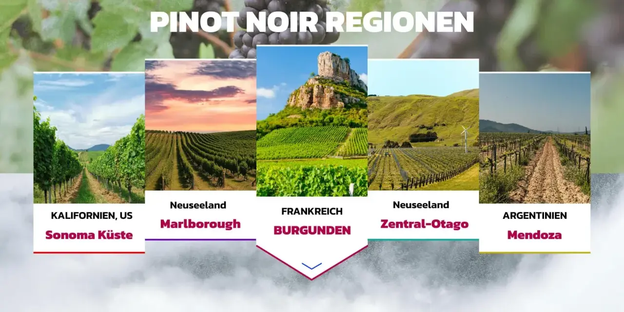 Pinot Noir Trauben wachsen in Kalifornien, Neuseeland, Frankreich (Burgund) und Argentinien.