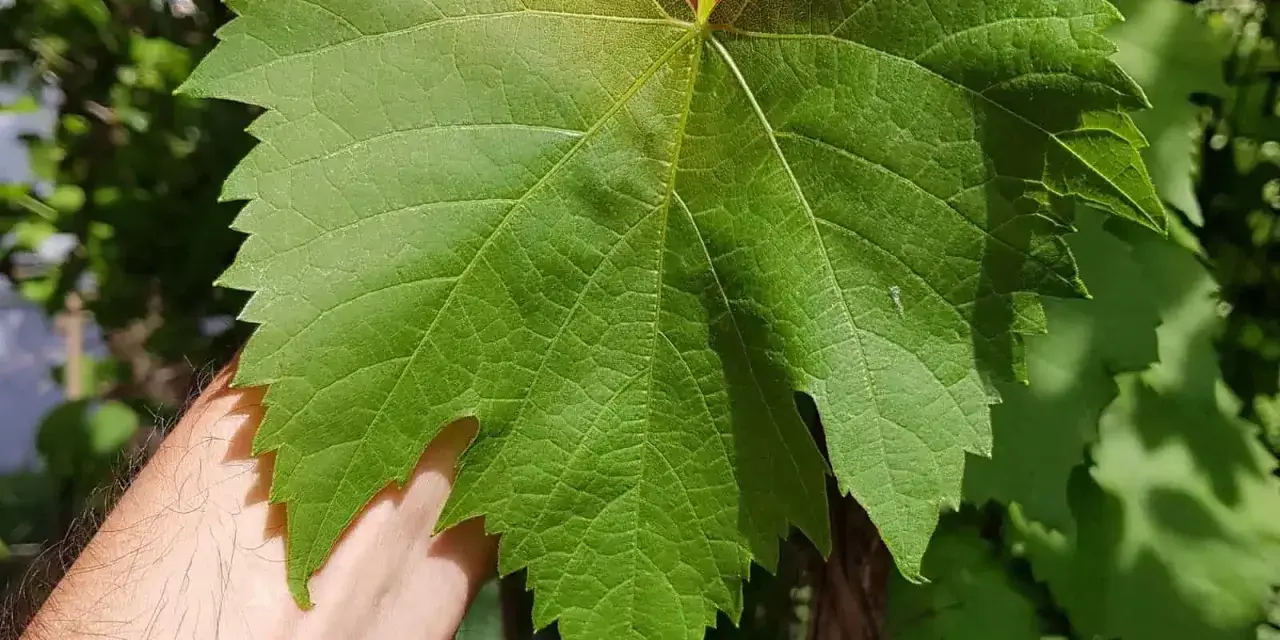 Eine Hand hält ein großes, grünes Blatt einer Weinrebe Vitis vinifera. Die Blattadern sind deutlich sichtbar.
