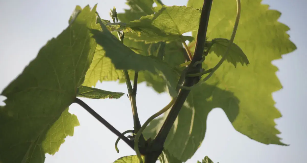Grüne Weinreben ranken sich im Sonnenlicht. Die Blätter sind groß und gezackt, ein Zeichen dafür, was sind Reben.