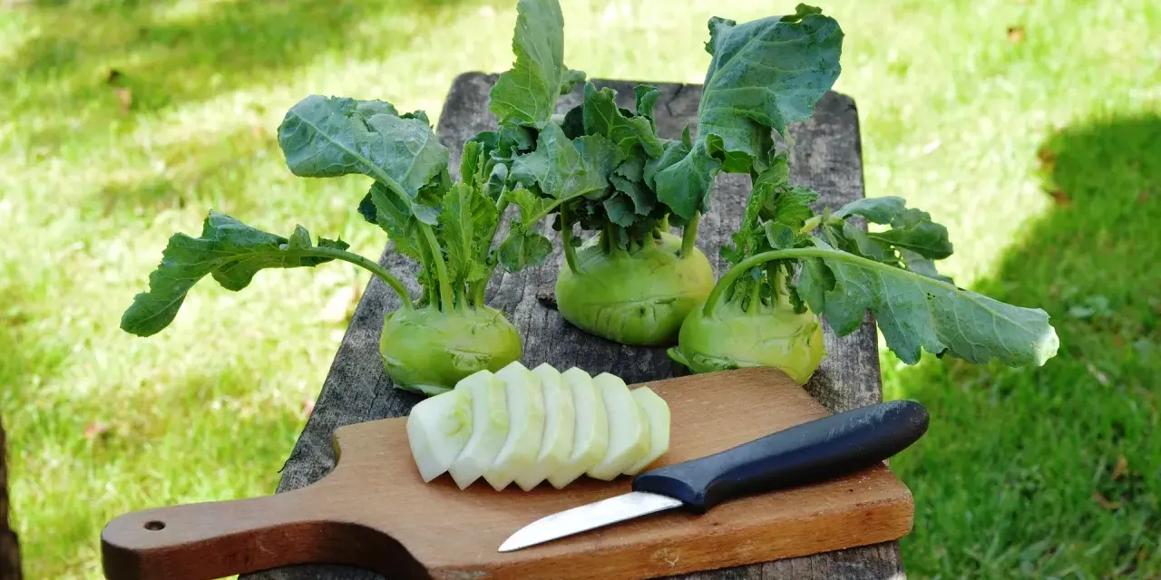 Frisch geernteter Kohlrabi liegt bereit, um gekocht zu werden. Ein Messer und geschnittene Scheiben liegen auf einem Holzbrett.