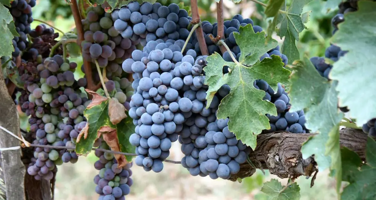 Reife Trauben der Chianti-Rebsorte hängen an einem sonnenbeschienenen Weinberg.