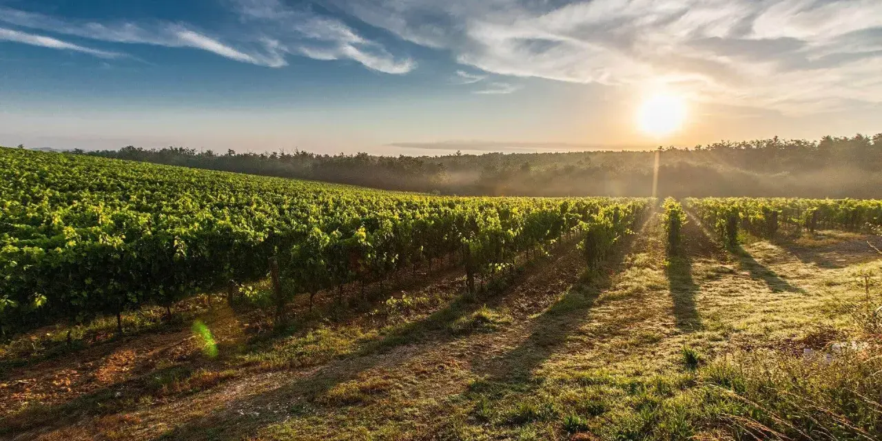 Sonnenaufgang über einem üppigen Weinberg. Die sanften Hügel und das Licht erzählen von der einzigartigen Geschichte des **terroir wein**.