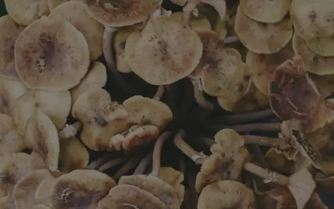 Nahaufnahme von frischen Austernpilzen, bereit zur Zubereitung. Die Pilze sind hellbraun mit zarten Lamellen.
