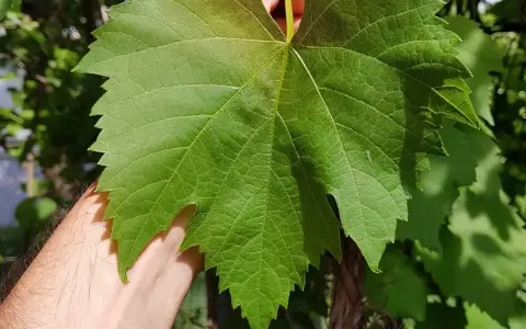 Eine Hand hält ein großes, grünes Blatt einer Weinrebe Vitis vinifera. Die Blattadern sind deutlich sichtbar.