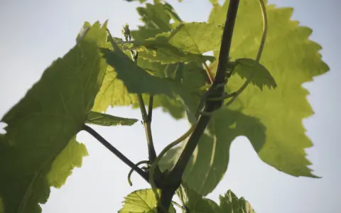 Grüne Weinreben ranken sich im Sonnenlicht. Die Blätter sind groß und gezackt, ein Zeichen dafür, was sind Reben.