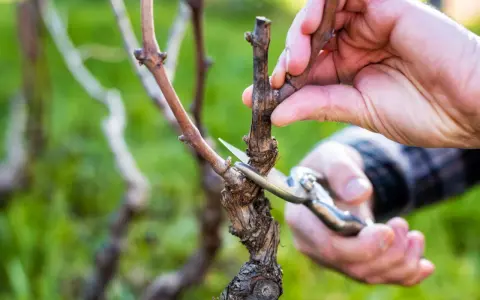 Hände schneiden Reben mit einer Gartenschere. Der richtige Zeitpunkt, wann Reben schneiden, ist entscheidend für die Ernte.