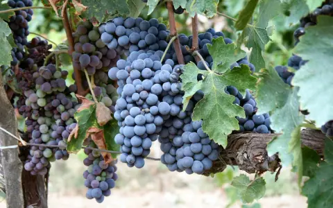 Reife Trauben der Chianti-Rebsorte hängen an einem sonnenbeschienenen Weinberg.
