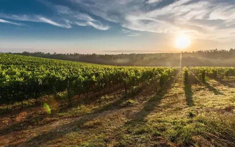 Sonnenaufgang über einem üppigen Weinberg. Die sanften Hügel und das Licht erzählen von der einzigartigen Geschichte des **terroir wein**.