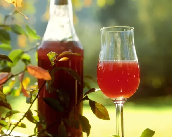 Ein Glas und eine Flasche mit rotem Likör, umgeben von Blättern. Perfekt für ein Sloe Gin Rezept.