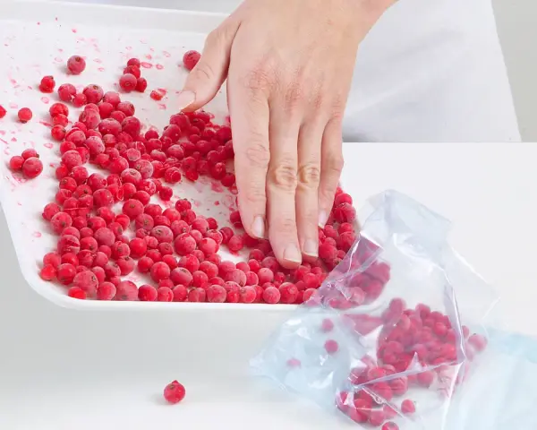 Hand schaufelt gefrorene Johannisbeeren von einer Schale in einen Gefrierbeutel, um sie zu verarbeiten.