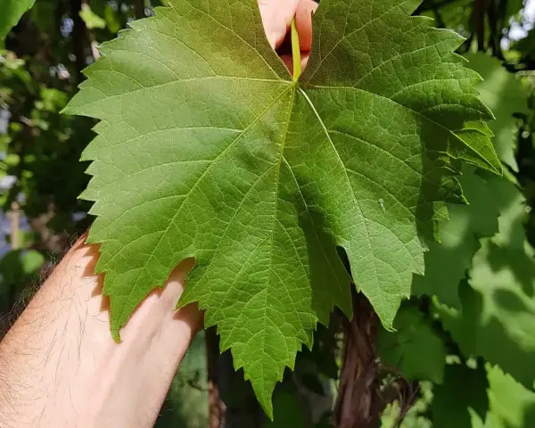 Eine Hand hält ein großes, grünes Blatt einer Weinrebe Vitis vinifera. Die Blattadern sind deutlich sichtbar.