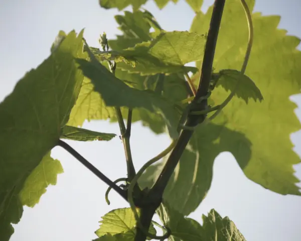Grüne Weinreben ranken sich im Sonnenlicht. Die Blätter sind groß und gezackt, ein Zeichen dafür, was sind Reben.