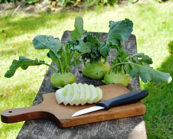 Frisch geernteter Kohlrabi liegt bereit, um gekocht zu werden. Ein Messer und geschnittene Scheiben liegen auf einem Holzbrett.