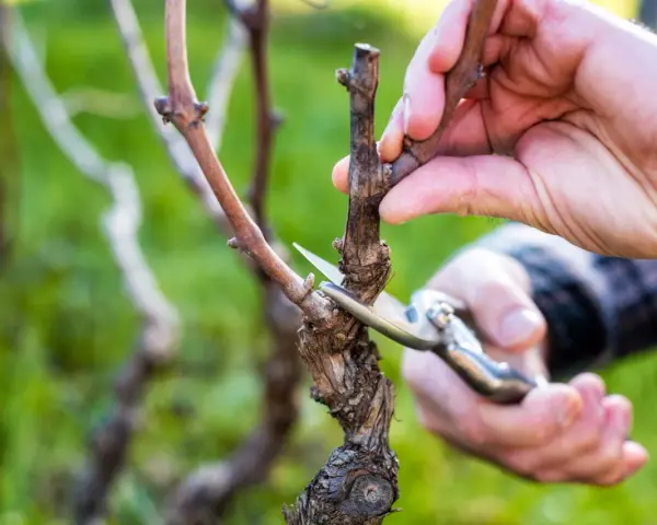Hände schneiden Reben mit einer Gartenschere. Der richtige Zeitpunkt, wann Reben schneiden, ist entscheidend für die Ernte.
