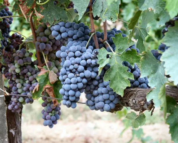 Reife Trauben der Chianti-Rebsorte hängen an einem sonnenbeschienenen Weinberg.