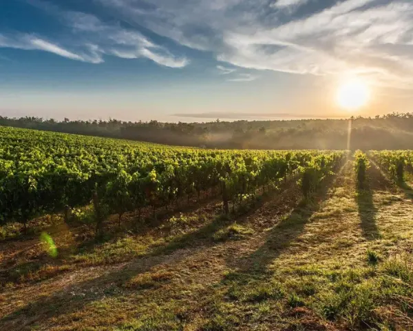 Sonnenaufgang über einem üppigen Weinberg. Die sanften Hügel und das Licht erzählen von der einzigartigen Geschichte des **terroir wein**.