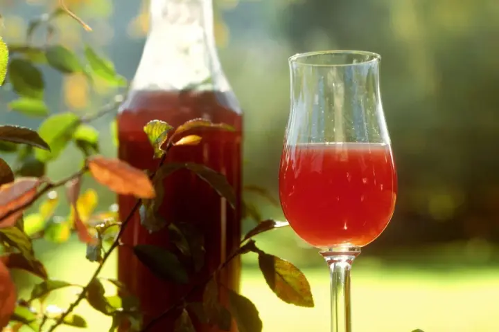 Ein Glas und eine Flasche mit rotem Likör, umgeben von Blättern. Perfekt für ein Sloe Gin Rezept.