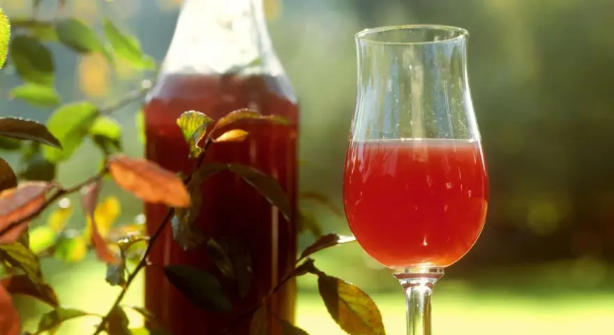 Ein Glas und eine Flasche mit rotem Likör, umgeben von Blättern. Perfekt für ein Sloe Gin Rezept.