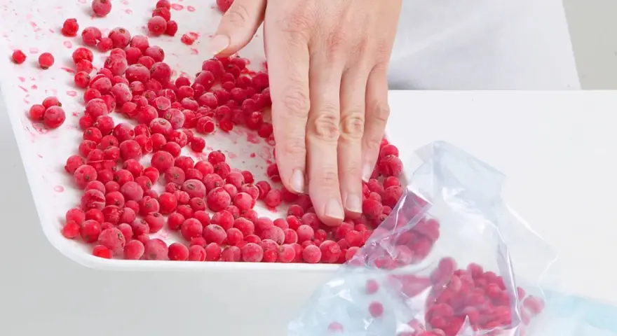 Hand schaufelt gefrorene Johannisbeeren von einer Schale in einen Gefrierbeutel, um sie zu verarbeiten.