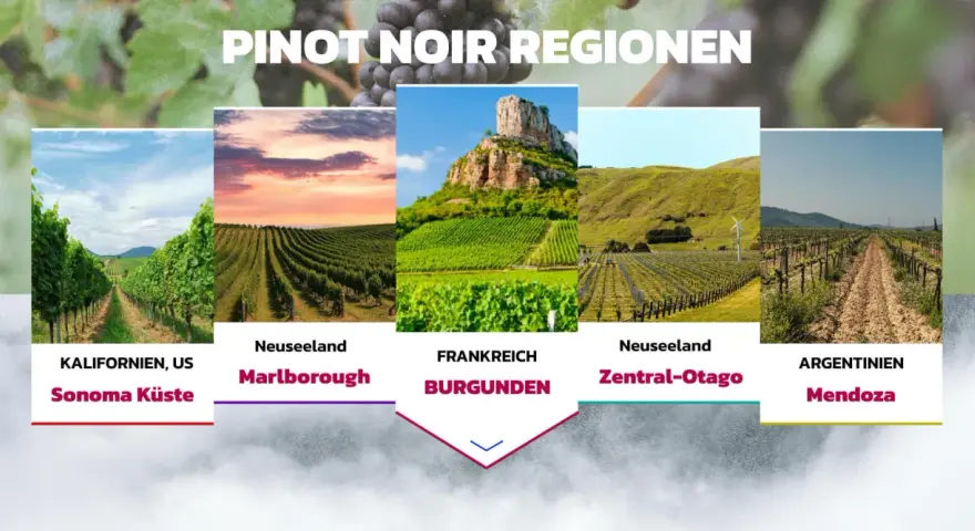 Pinot Noir Trauben wachsen in Kalifornien, Neuseeland, Frankreich (Burgund) und Argentinien.