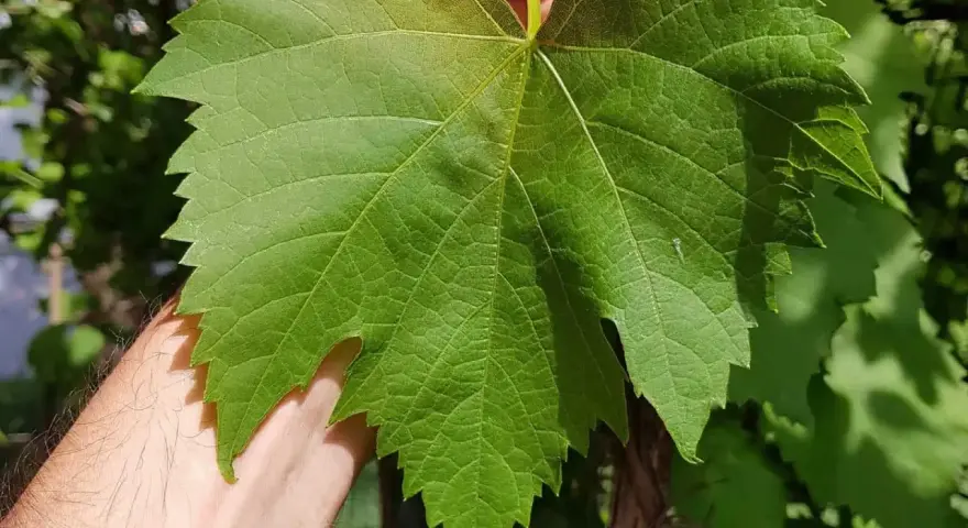 Eine Hand hält ein großes, grünes Blatt einer Weinrebe Vitis vinifera. Die Blattadern sind deutlich sichtbar.