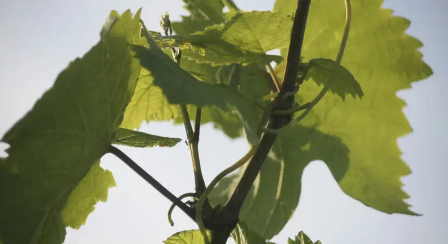 Grüne Weinreben ranken sich im Sonnenlicht. Die Blätter sind groß und gezackt, ein Zeichen dafür, was sind Reben.