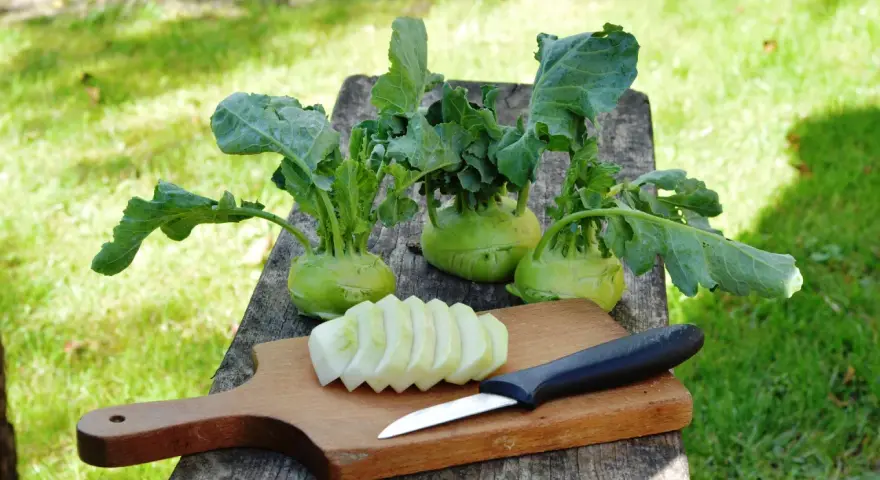 Frisch geernteter Kohlrabi liegt bereit, um gekocht zu werden. Ein Messer und geschnittene Scheiben liegen auf einem Holzbrett.