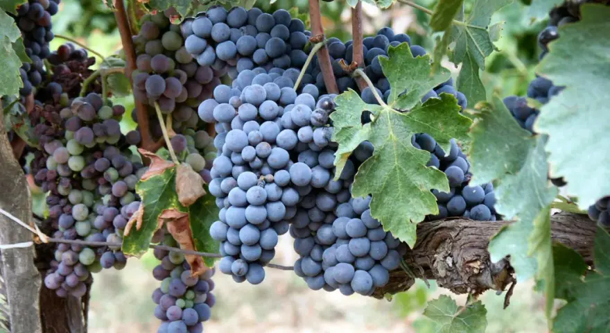 Reife Trauben der Chianti-Rebsorte hängen an einem sonnenbeschienenen Weinberg.