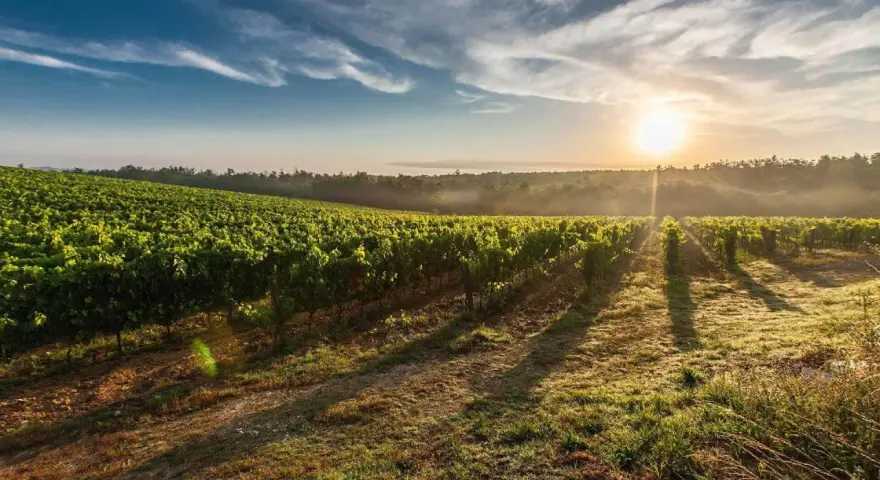 Sonnenaufgang über einem üppigen Weinberg. Die sanften Hügel und das Licht erzählen von der einzigartigen Geschichte des **terroir wein**.