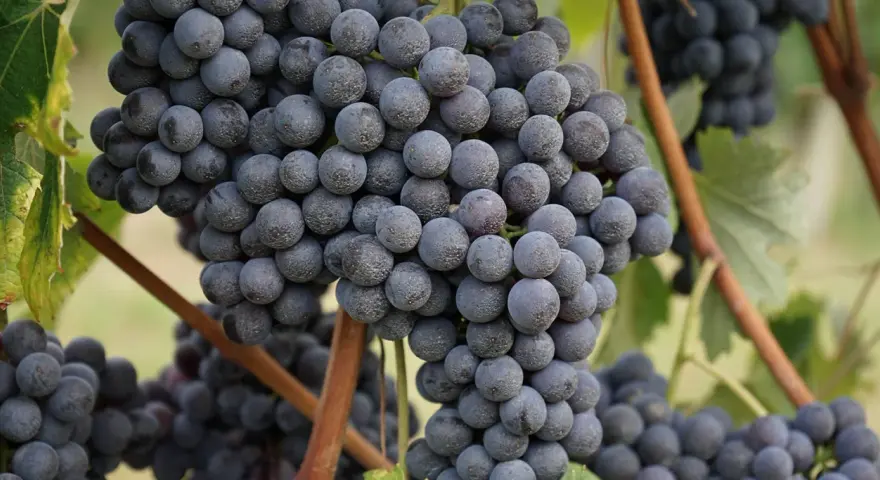 Reife, dunkle Trauben der Rebsorte Barbaresco hängen an den Reben.