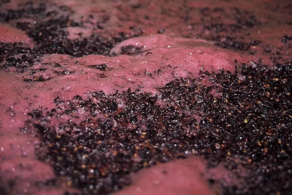 Gärung von Rotwein: Traubenreste schwimmen auf der rubinroten Maische, die für die Tannine im Wein verantwortlich ist.