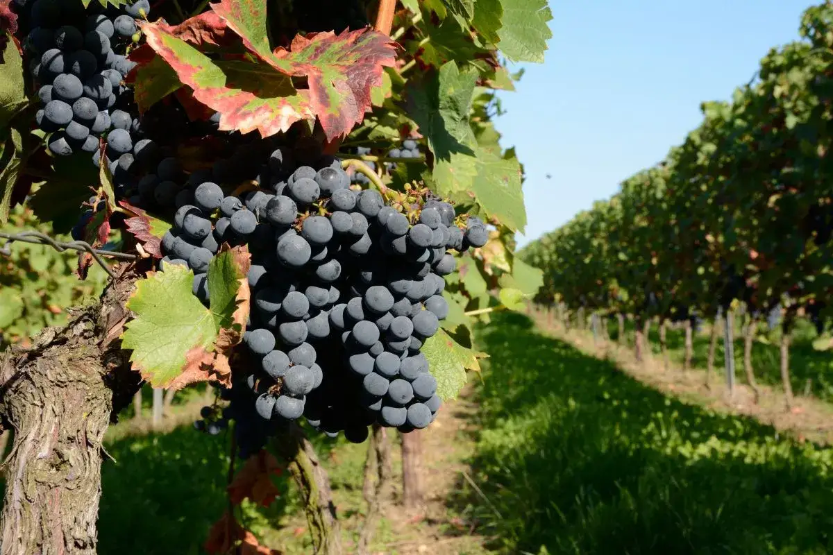 Reife, dunkle Trauben hängen an einem sonnigen Tag im Weinberg. Diese Reben sind die Grundlage für köstlichen Wein.