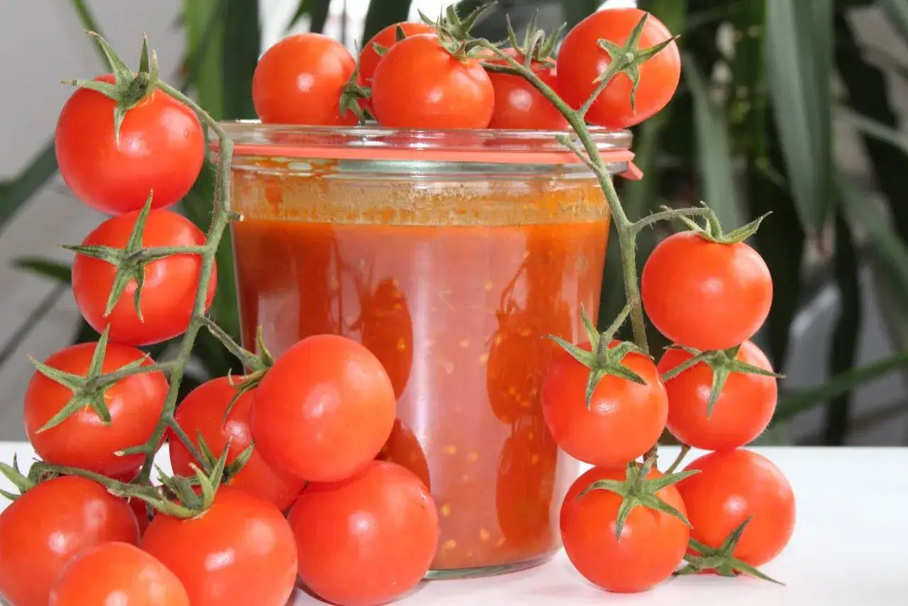 Frische Tomaten um ein Glas hausgemachte Tomatensauce. Perfekt, um Tomatensauce selber machen.