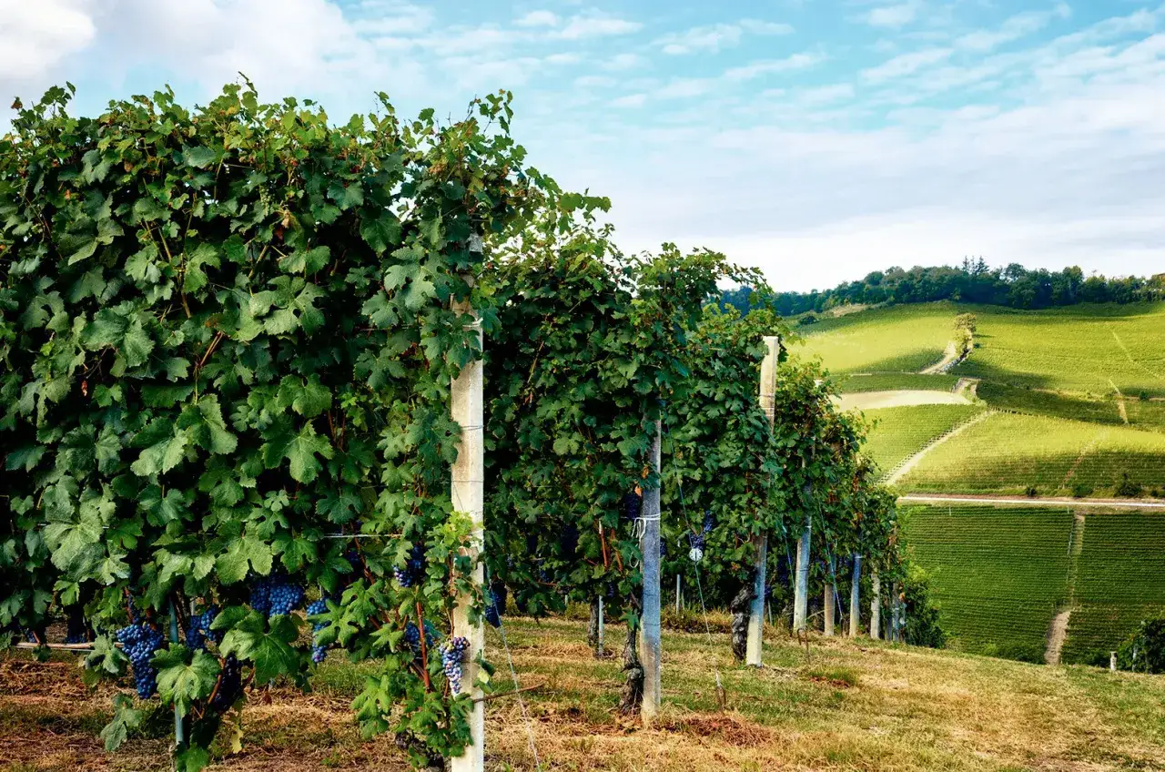 Reife Trauben der Barbaresco Rebsorte hängen an üppigen Rebstöcken, die sich über sanfte, grüne Hügel erstrecken.