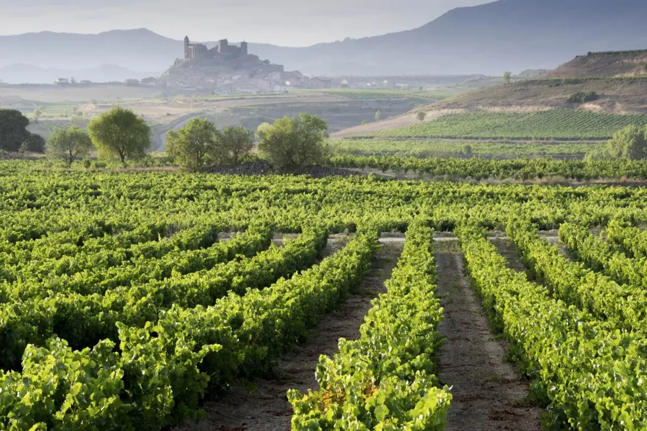 Weite Weinberge in Rioja, Spanien, mit einer Burg auf einem Hügel im Hintergrund. Hier wächst der berühmte Rioja Wein.