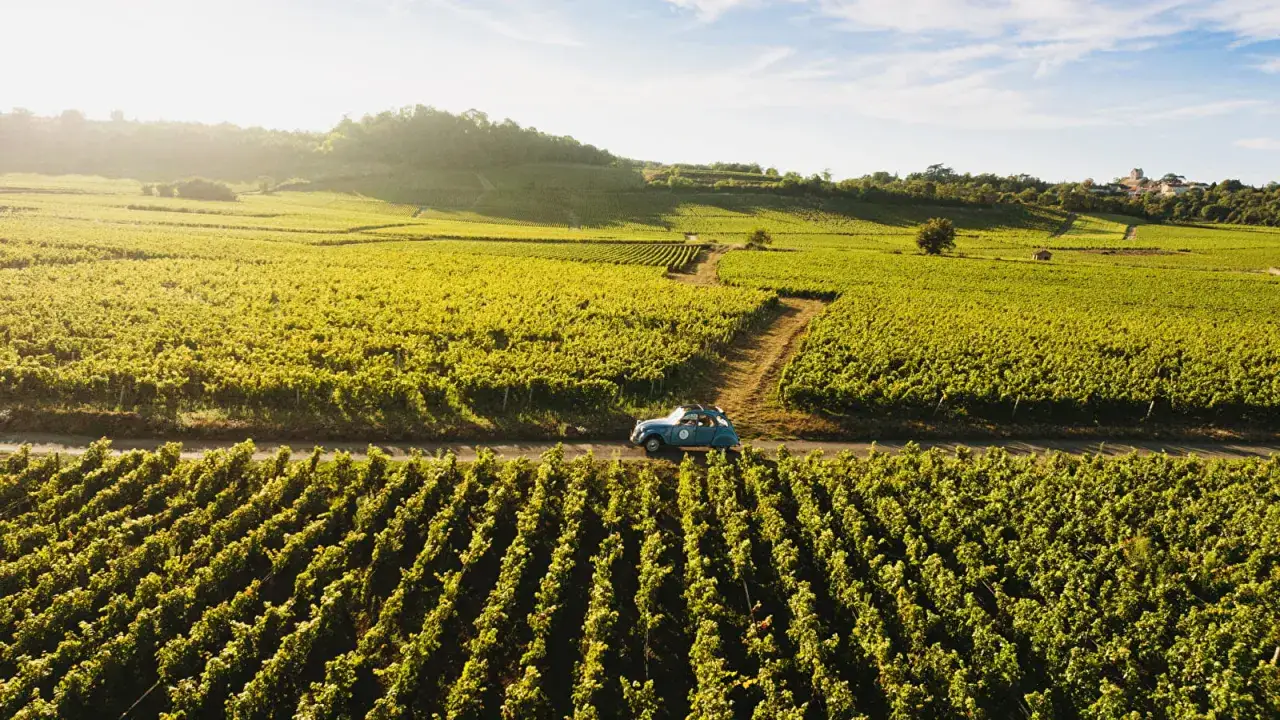 Ein blauer Oldtimer fährt durch sonnenbeschienene Weinberge. Die Weite der Reben lässt die grand cru bedeutung erahnen.