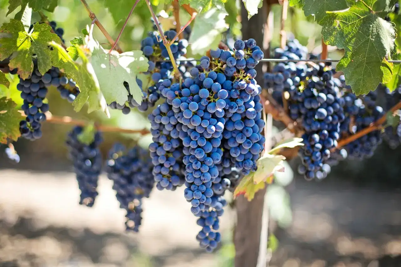 Reife Trauben hängen am Rebstock, bereit für die Herstellung verschiedener Rotwein Sorten.