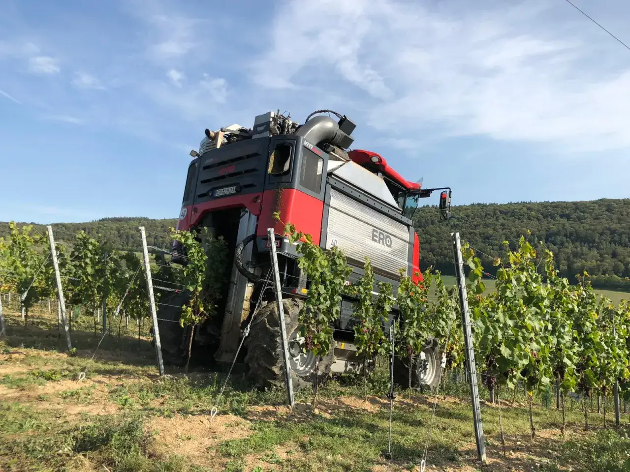 Erntemaschine im Weinberg, die die Vitis vinifera Trauben sammelt.
