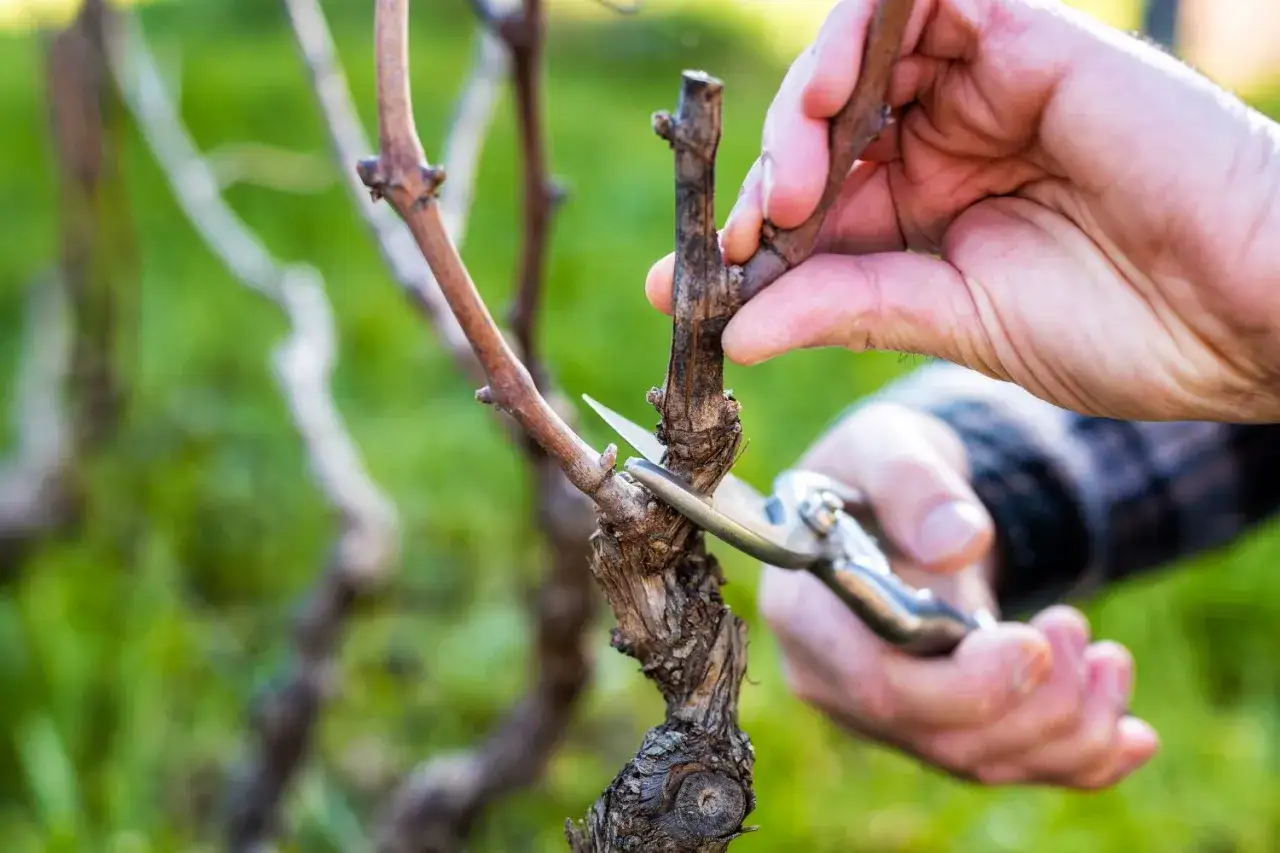 Hände schneiden Reben mit einer Gartenschere. Der richtige Zeitpunkt, wann Reben schneiden, ist entscheidend für die Ernte.