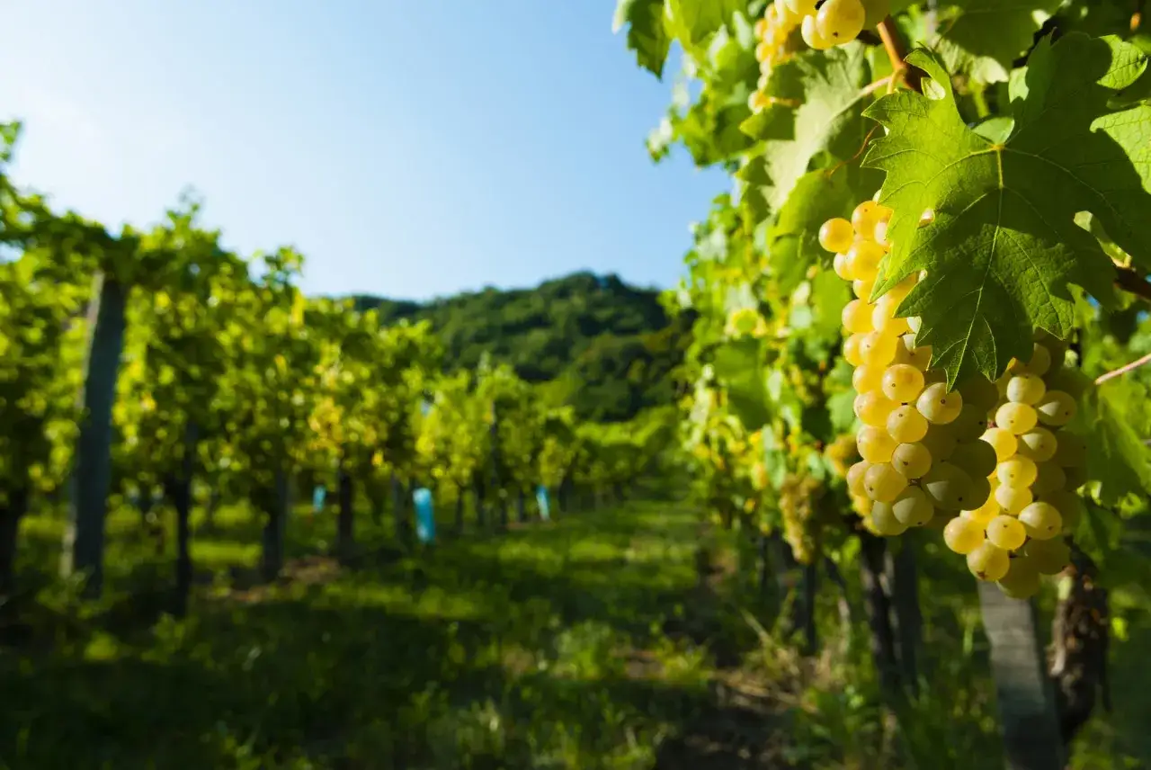 Reife Trauben der Riesling Rebsorte hängen an einem sonnigen Tag im Weinberg.